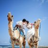 camel1