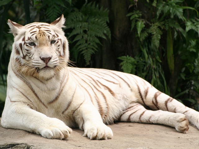 Singapore Zoo (7)