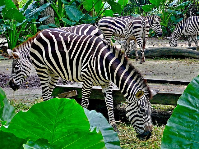 Singapore Zoo (8)