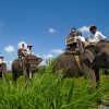 Bali-Elephant-Riding-Tour-Bali-Hello-Travel-105