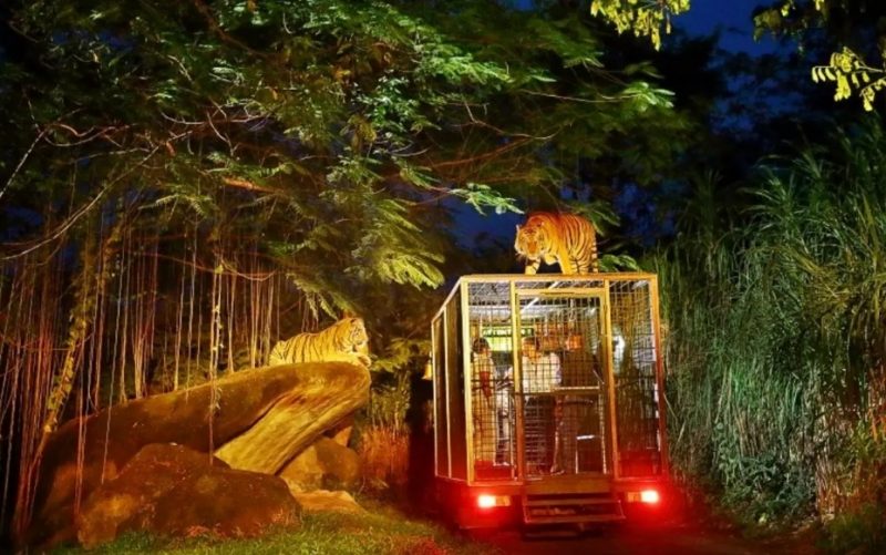 Bali Night Safari