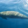 Dugong Dugong