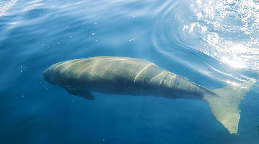 Dugong