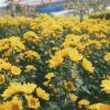 Menikmati-Pesona-Keindahan-Wisata-Alam-Setiya-Aji-Flower-Farm-Semarang-artikel