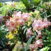National Orchid Singapore (2)