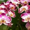 National Orchid Singapore (3)