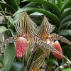 National Orchid Singapore (4)