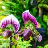 National Orchid Singapore (6)