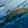 dugong (1) dugong (1)