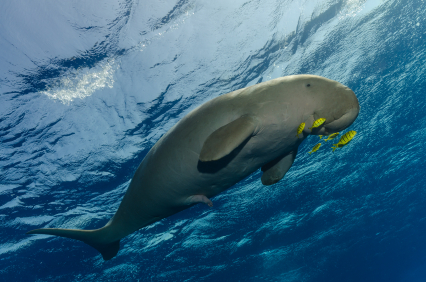 dugong (1)
