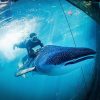 freed-whale-shark