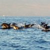 Dolphin-Watching-Tour-4