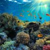 Snorkeling-reef